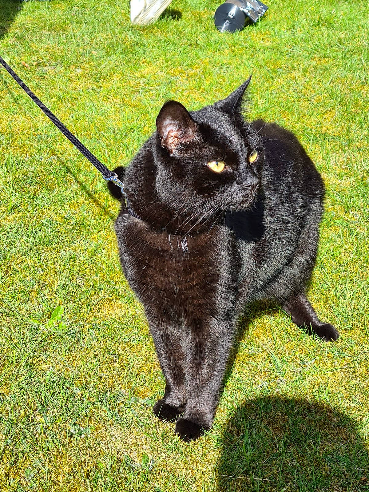 Bagheera joined the competition — help win amazing prizes! black_cat, bombay, carnivore, cat, chartreux, domestic_short_haired_cat, felidae, grass, lawn, mammal, small_to_medium_sized_cats, tail, vertebrate, whiskers