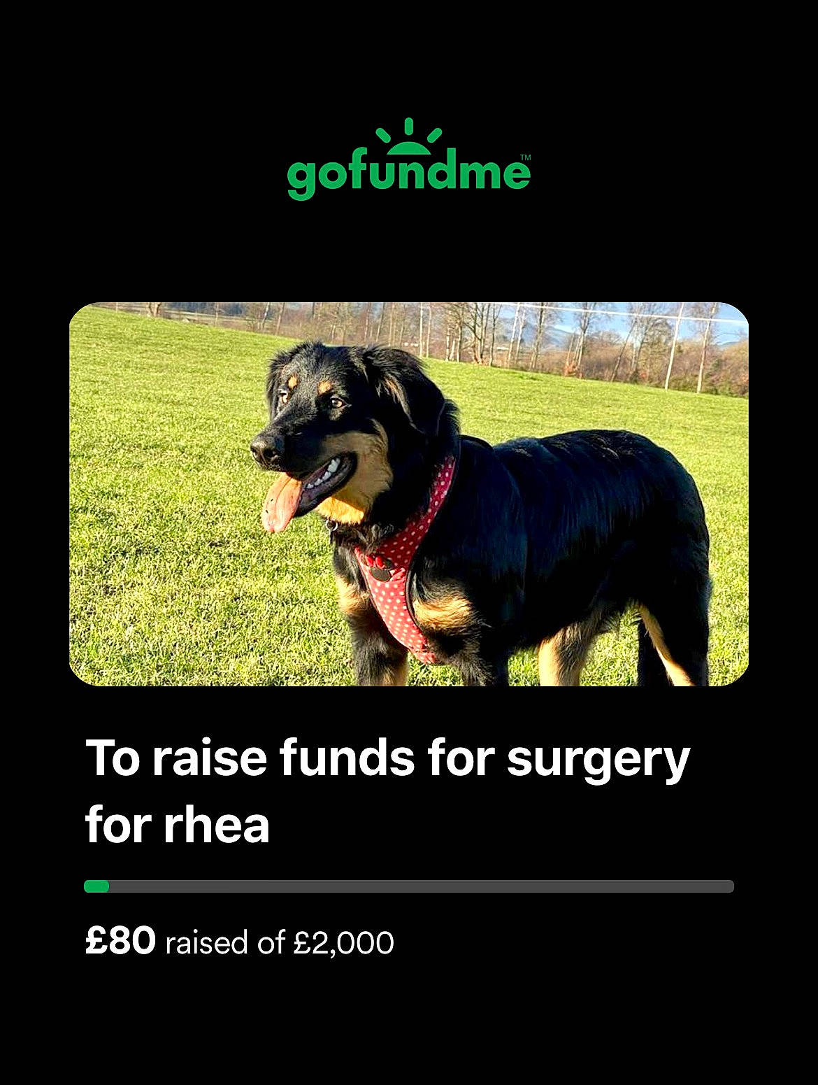 Rhea joined the competition — help win amazing prizes! advertising, brand, carnivore, collar, companion_dog, display_device, dog, dog_breed, dog_supply, font, internet_meme, logo, multimedia, pet_supply, photo_caption, rectangle, screenshot, sharing, sporting_group, working_dog