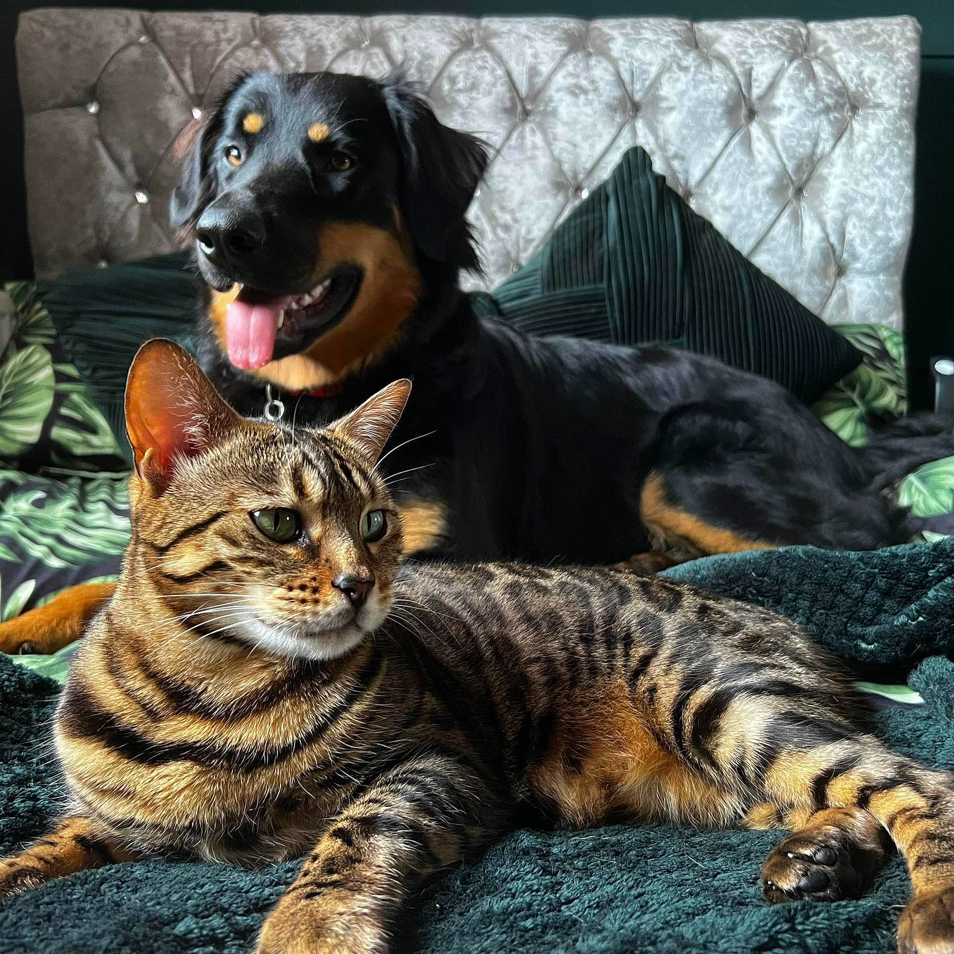 Rhea joined the competition — help win amazing prizes! carnivore, cat, companion_dog, dog, domestic_short_haired_cat, felidae, foot, fur, guard_dog, paw, sitting, small_to_medium_sized_cats, snout, tail, terrestrial_animal, vertebrate, whiskers, working_dog