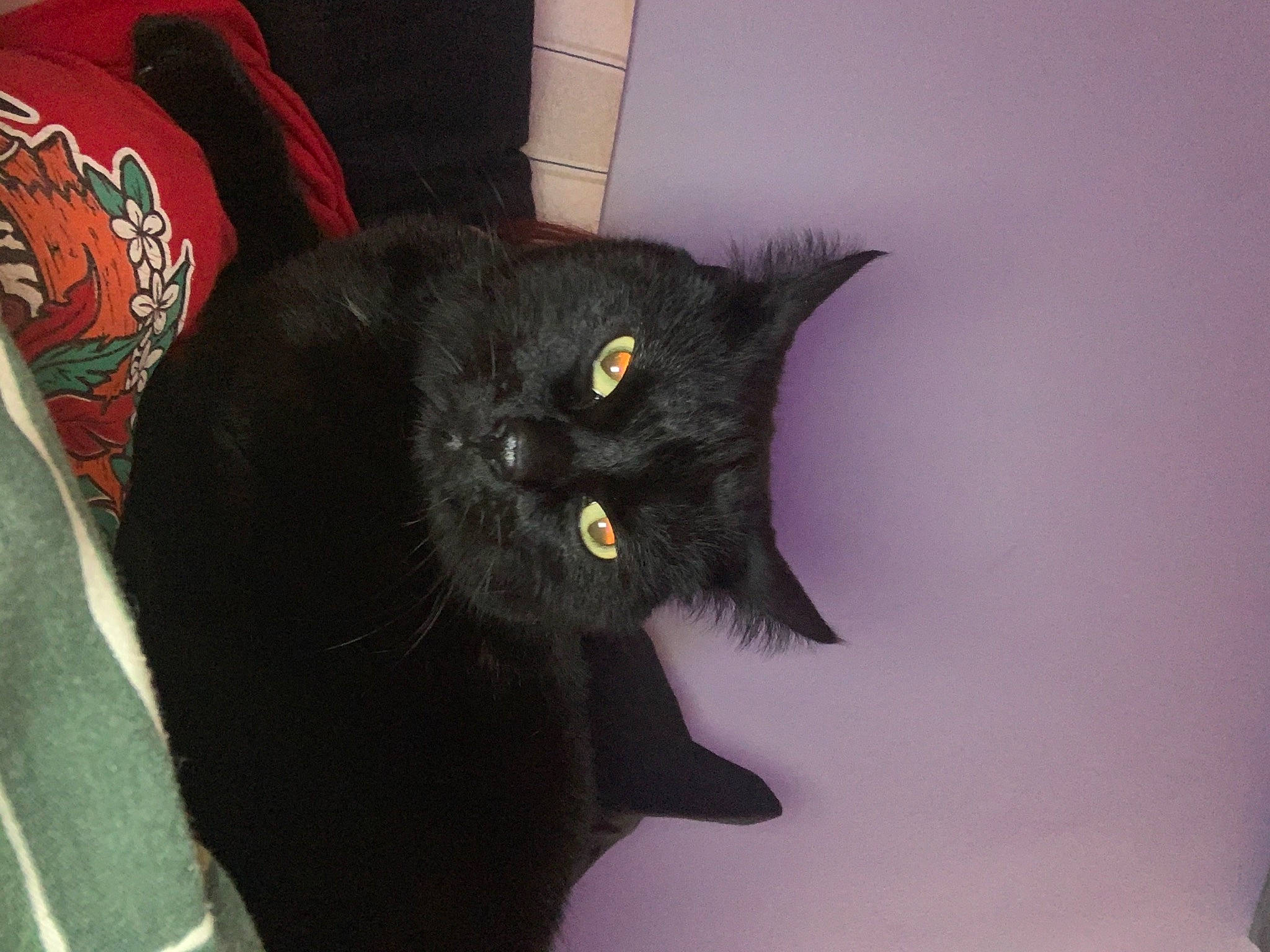 Bagheera joined the competition — help win amazing prizes! black_cat, bombay, carnivore, cat, claw, comfort, domestic_short_haired_cat, felidae, fur, grey, plant, small_to_medium_sized_cats, tail, terrestrial_animal, whiskers