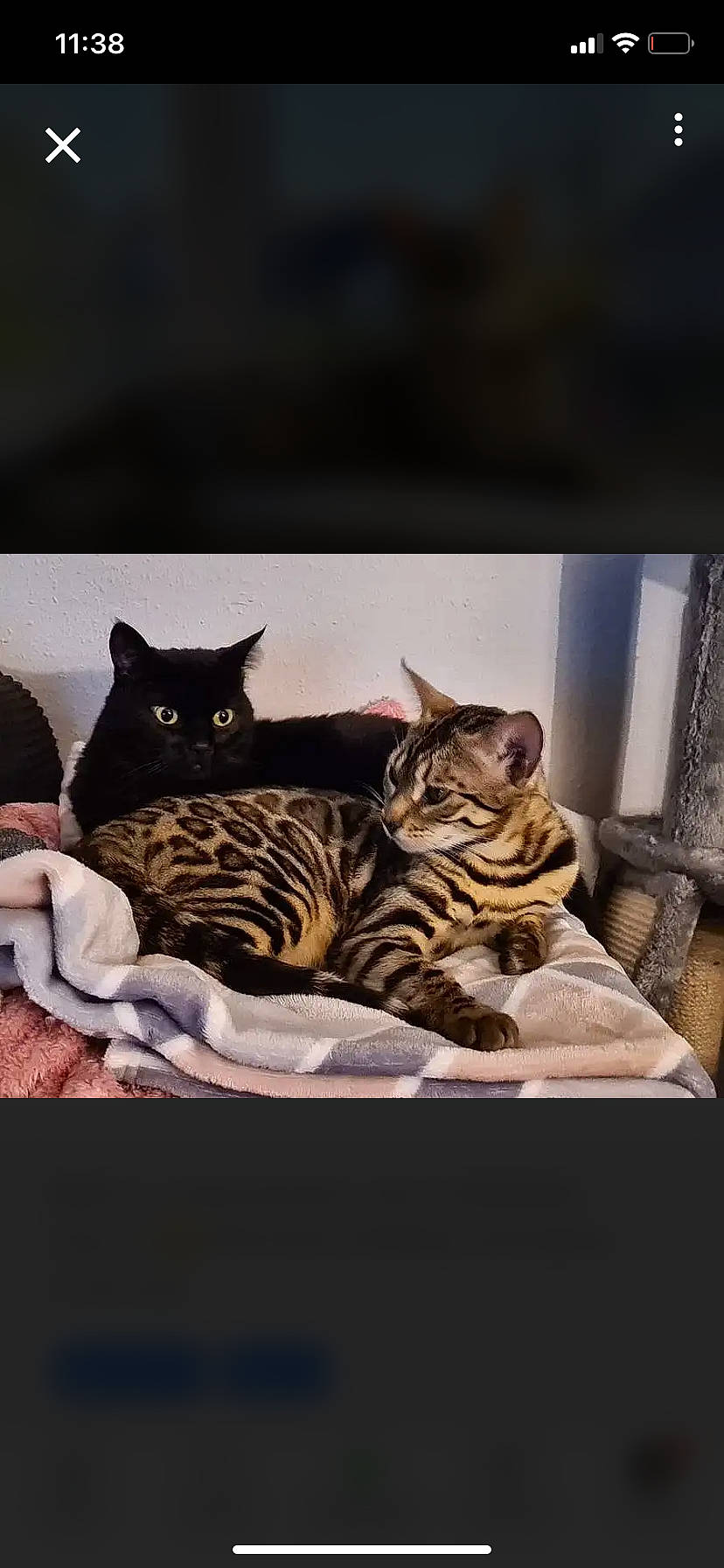 Bagheera joined the competition — help win amazing prizes! bedding, black_cat, brown, carnivore, cat, comfort, domestic_short_haired_cat, felidae, fur, grey, linens, pattern, room, small_to_medium_sized_cats, snout, tail, terrestrial_animal, whiskers, wildlife, window