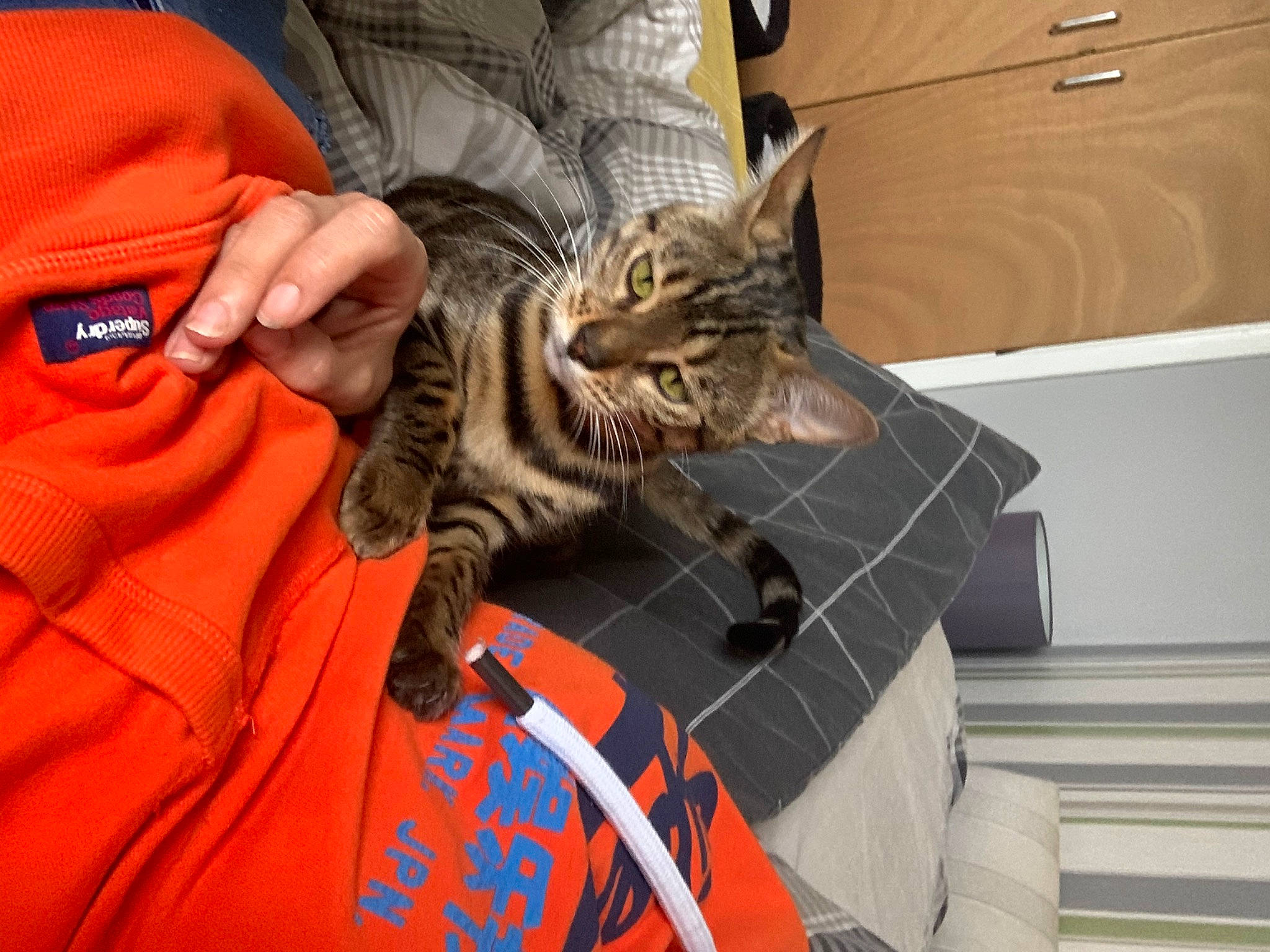 Nalah joined the competition — help win amazing prizes! american_shorthair, asian, bengal, carnivore, cat, domestic_short_haired_cat, dragon_li, egyptian_mau, european_shorthair, felidae, kitten, pixie_bob, savannah, small_to_medium_sized_cats, tabby_cat, toyger, whiskers