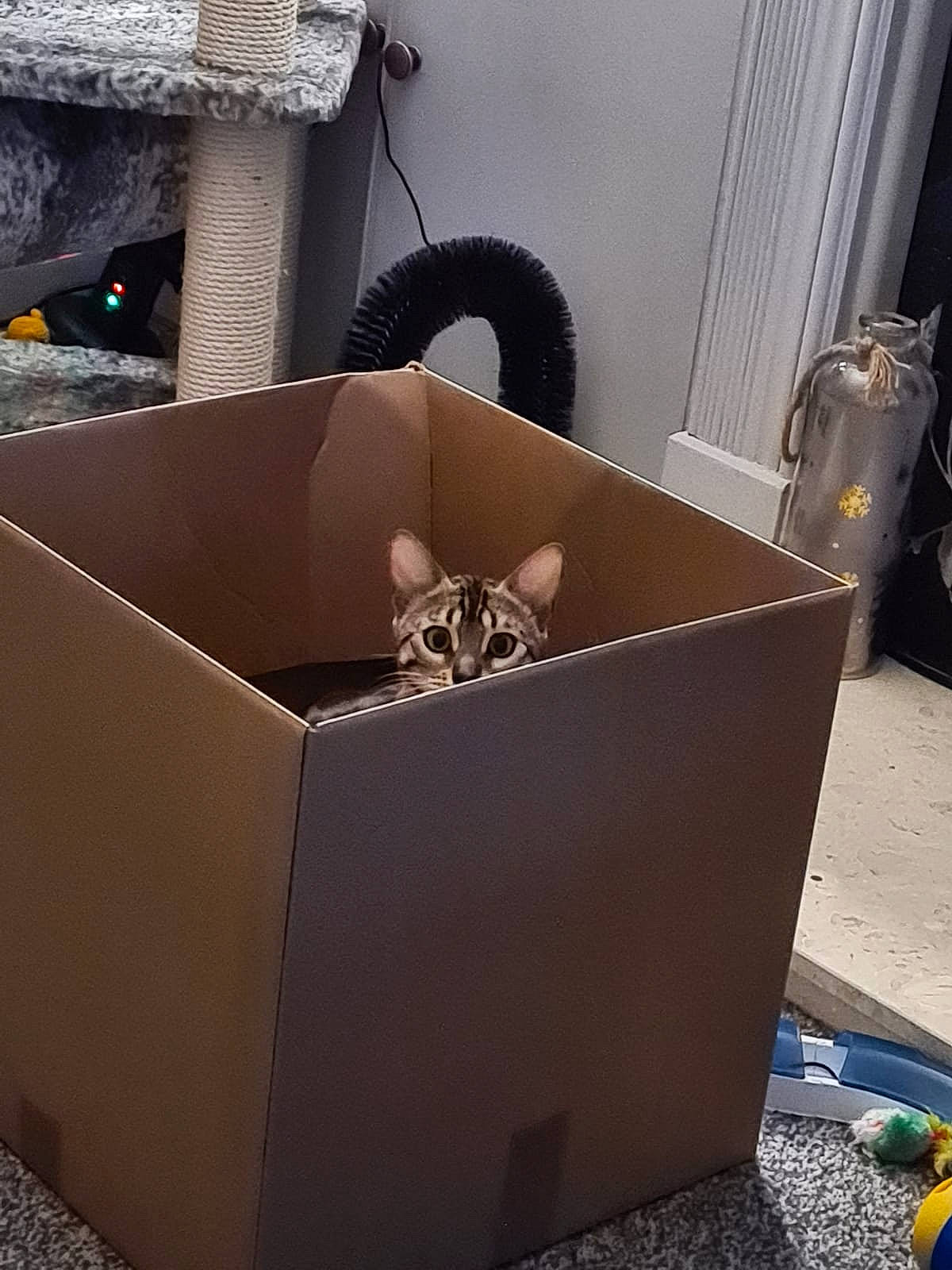 Nalah is registered to the contest to win money with this photo: box, cardboard, cat, felidae, small_to_medium_sized_cats