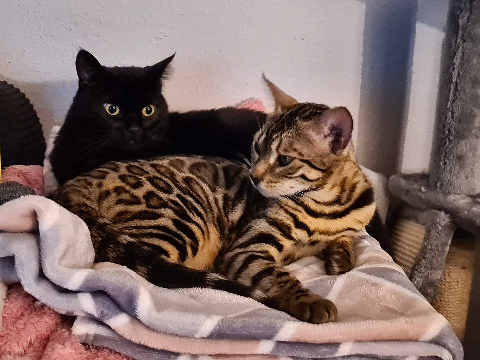 Nalah is registered to the contest to win money with this photo: american_shorthair, arabian_mau, asian, bengal, california_spangled, carnivore, cat, domestic_short_haired_cat, dragon_li, egyptian_mau, european_shorthair, felidae, kitten, mammal, ocicat, small_to_medium_sized_cats, tabby_cat, toyger, vertebrate, whiskers