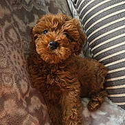 Harley joined the competition — help win amazing prizes! adorable, animal, blanket, brown, cozy, curious, cute, dog, fluffy, fur, indoor, patterned, pet, pillow, puppy, resting, small, soft, striped, young