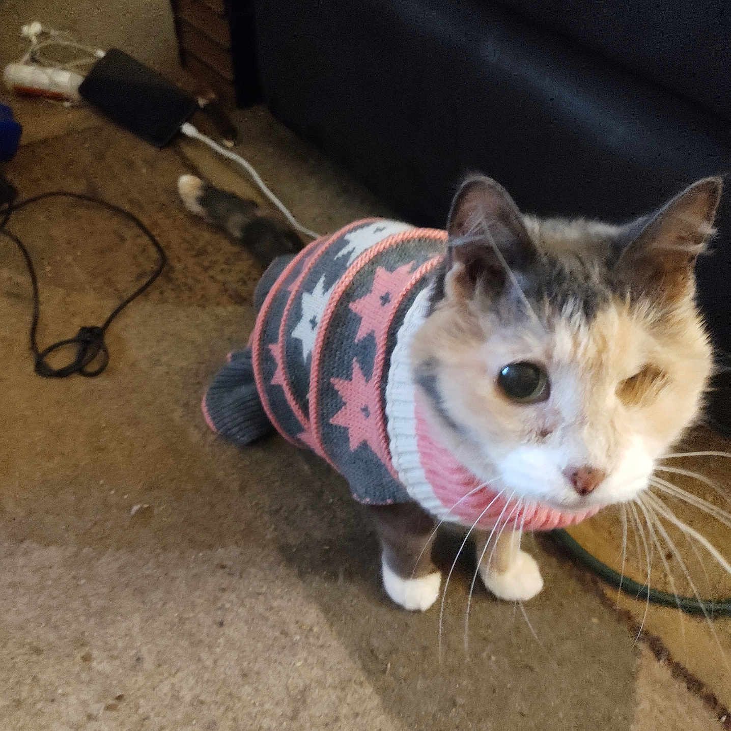 Sassy is registered to the contest to win money with this photo: abyssinian, accessories, animal, cat, clothing, couch, furniture, hat, hoodie, kitten, knitwear, leash, manx, pet, plywood, siamese, strap, sweater, sweatshirt, wood