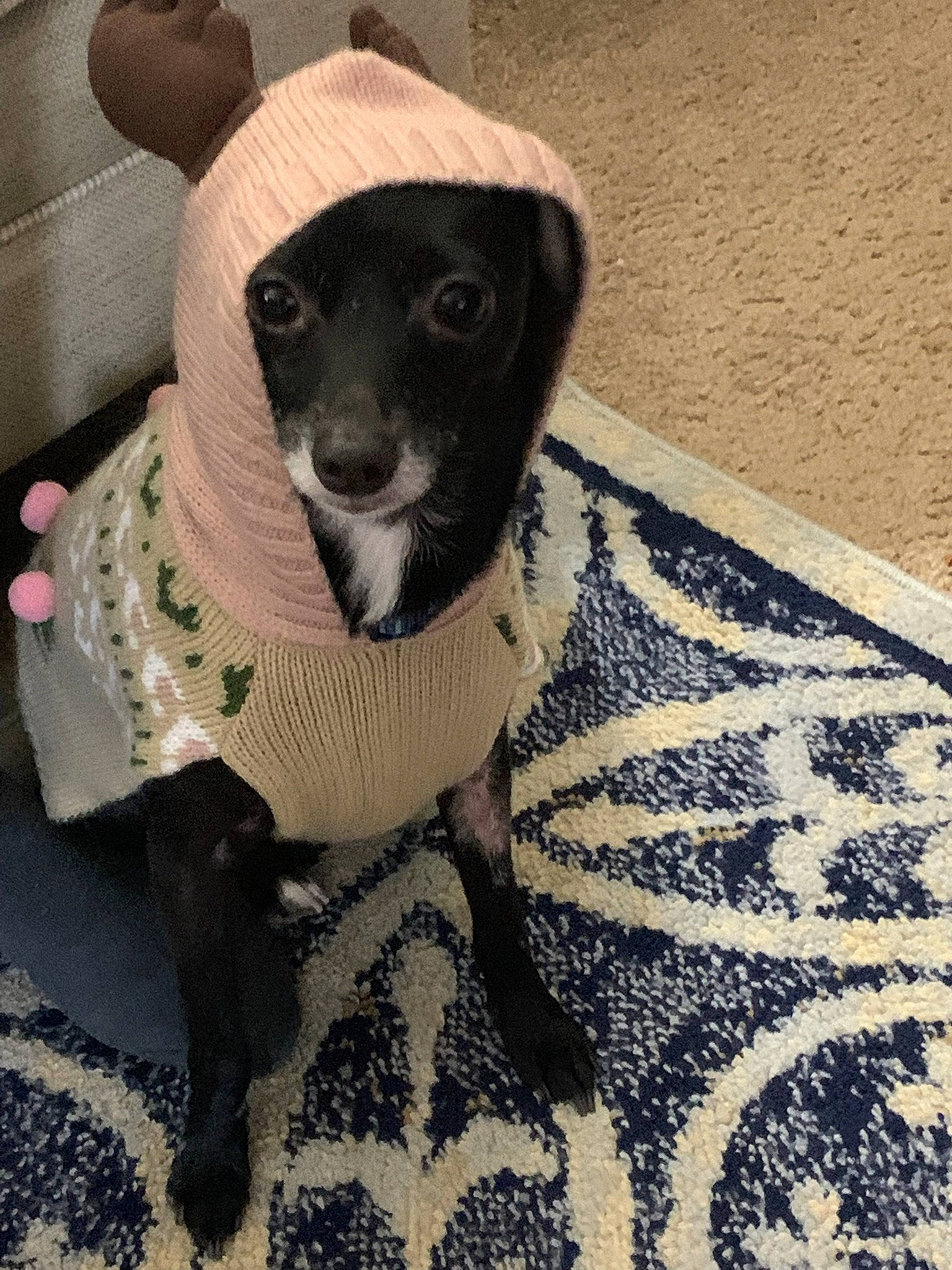 Cosmo is registered to the contest to win money with this photo: carnivore, collar, comfort, companion_dog, dog, dog_breed, dog_clothes, dog_supply, flooring, fur, grey, hat, linens, pattern, pet_supply, snout, sporting_group, terrestrial_animal, whiskers, working_animal