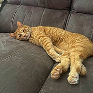 Zuppa joined the competition — help win amazing prizes! animal, cat, comfort, couch, domestic, fabric, feline, fur, home, indoor, mammal, orange_tabby, paw, pet, relaxed, resting, sleepy, sofa, stitching, whiskers