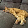 animal, cat, comfort, couch, domestic, fabric, feline, fur, home, indoor, mammal, orange_tabby, paw, pet, relaxed, resting, sleepy, sofa, stitching, whiskers