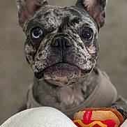 Suki is registered to the contest to win money with this photo: animal, blanket, blue_eye, brindle, close_up, cute, dog, ears_up, french_bulldog, fur, heterochromia, hot_dog_toy, indoor, looking_at_camera, pet, plush_toy, portrait, shirt, snout, toy