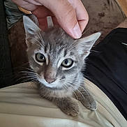 Lilo participe au concours pour gagner de l'argent avec cette photo : kitten, cat, pet, animal, hand, person, lap, feline, cute, whiskers, ears, fur, indoor, comfort, touch, gray, young, domestic, closeup, resting