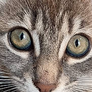 Lilo a rejoint le concours — aidez-le/la à gagner de superbes lots ! animal, cat, close_up, curious, cute, detail, eyes, face, feline, focus, fur, indoor, macro, muzzle, nose, pet, portrait, soft_light, tabby, whiskers