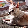 animal, chihuahua, companion, dog, doormat, doorway, ears, floor, fur, indoor, pet, portrait, relaxed, resting, rug, small_dog, sunlight, tan_dog, tile_floor, white_dog