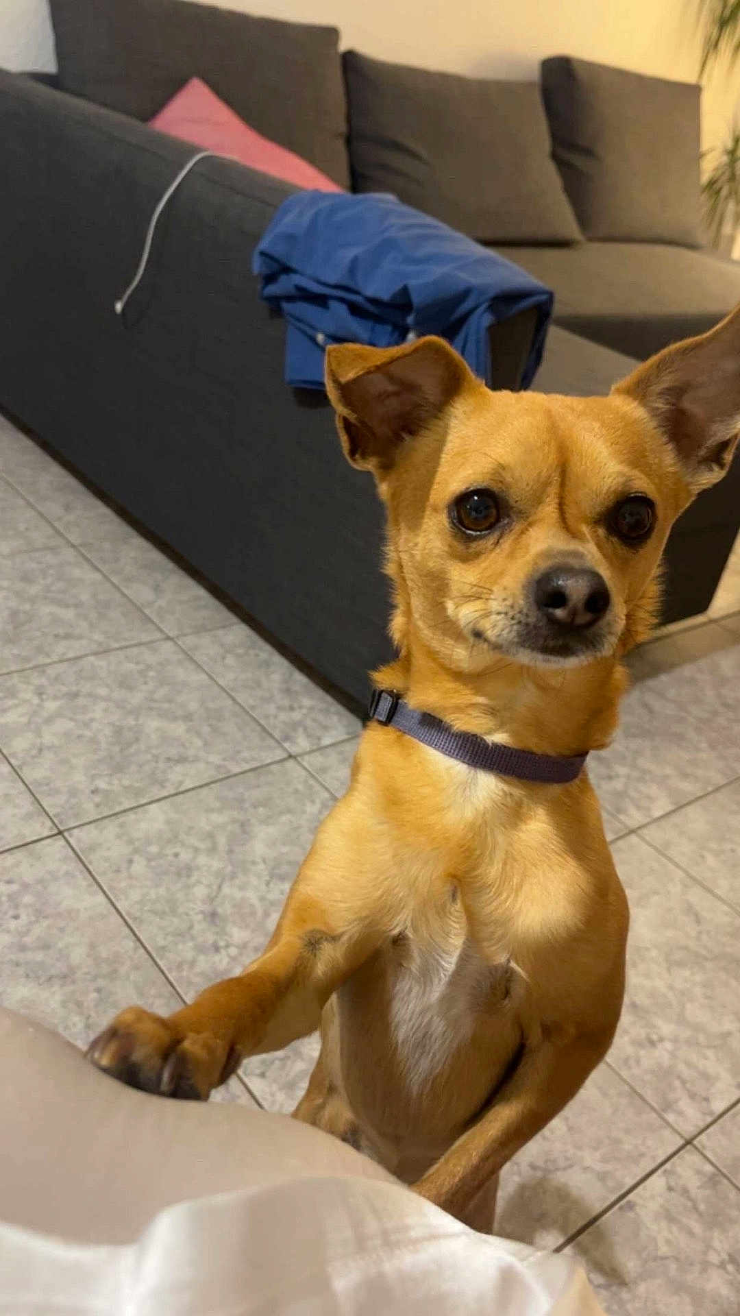 Pepito