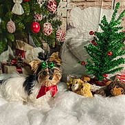 Koko is registered to the contest to win money with this photo: dog, small_dog, bow, scarf, christmas_tree, ornaments, plush_toys, wrapped_presents, holiday_decor, fluffy_surface, festive, indoor, cozy, decorations, green_bow, red_scarf, white_fur, toy, holiday, christmas
