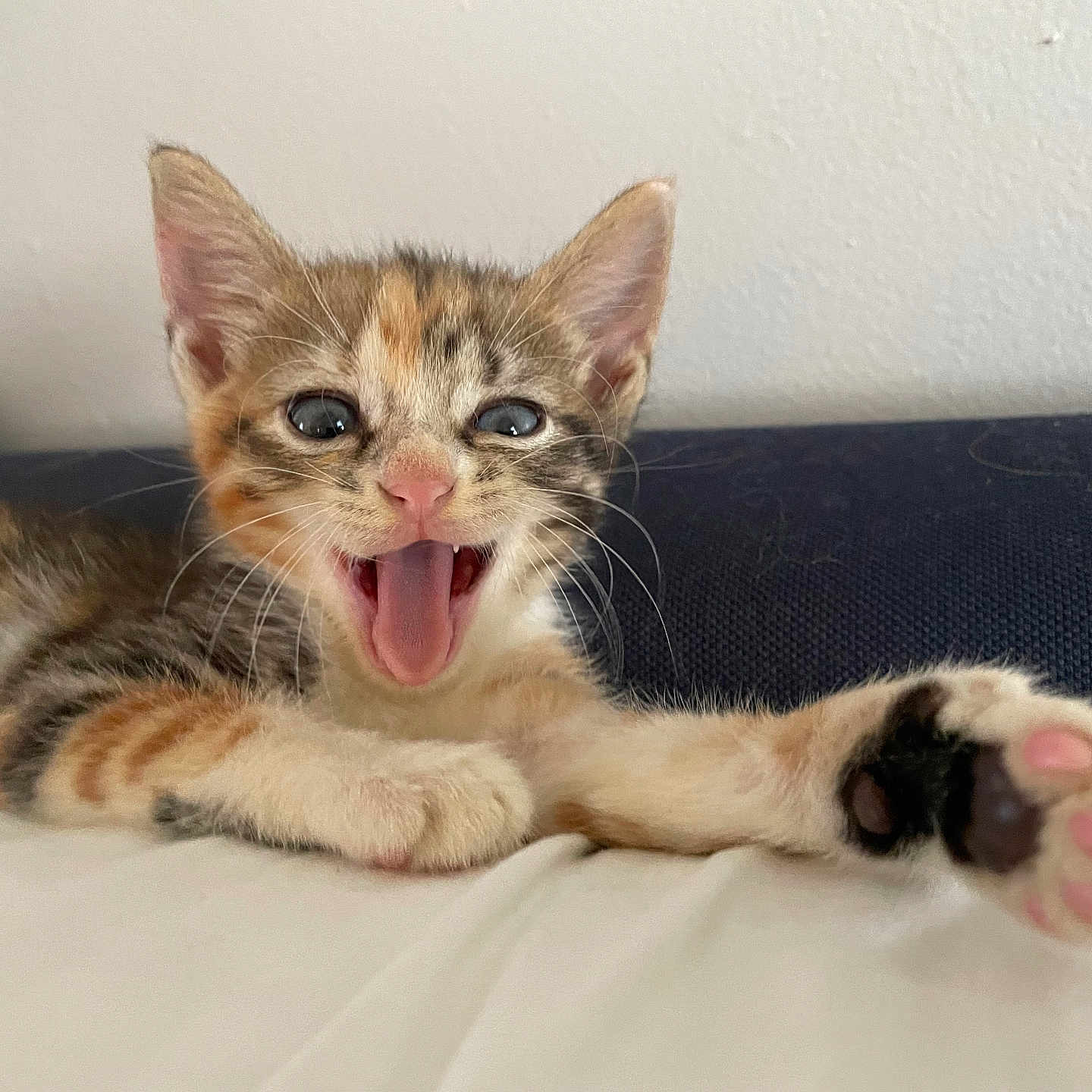 Penny