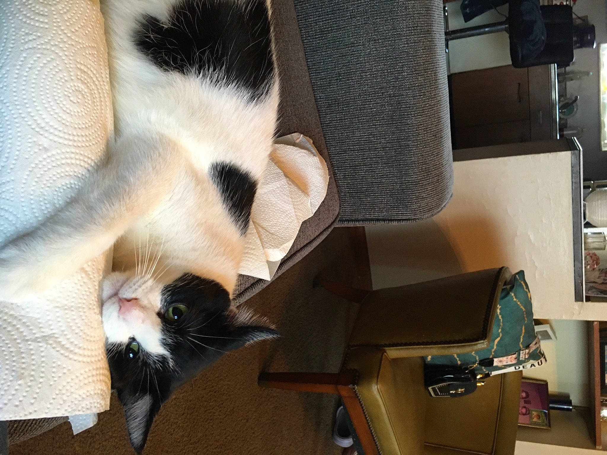 Love is registered to the contest to win money with this photo: balinese, carnivore, cat, cat_supply, claw, comfort, companion_dog, dog_breed, domestic_short_haired_cat, fawn, felidae, fur, paw, pet_supply, siamese, small_to_medium_sized_cats, snout, tail, thai, whiskers