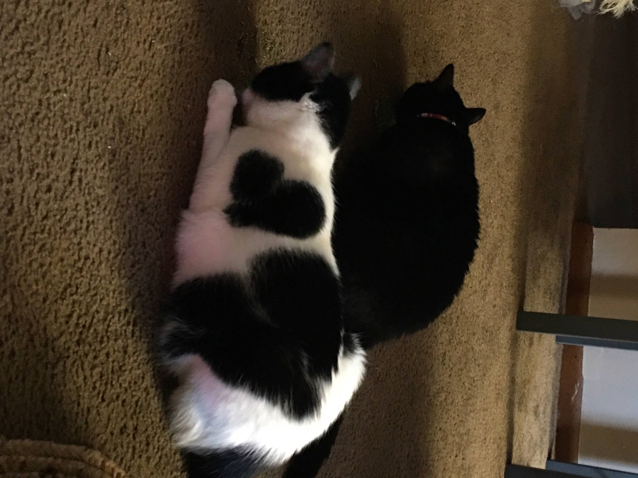 Love joined the competition — help win amazing prizes! carnivore, cat, comfort, dog_breed, domestic_short_haired_cat, felidae, flooring, fur, hardwood, room, shadow, small_to_medium_sized_cats, snout, tail, terrestrial_animal, whiskers, wood