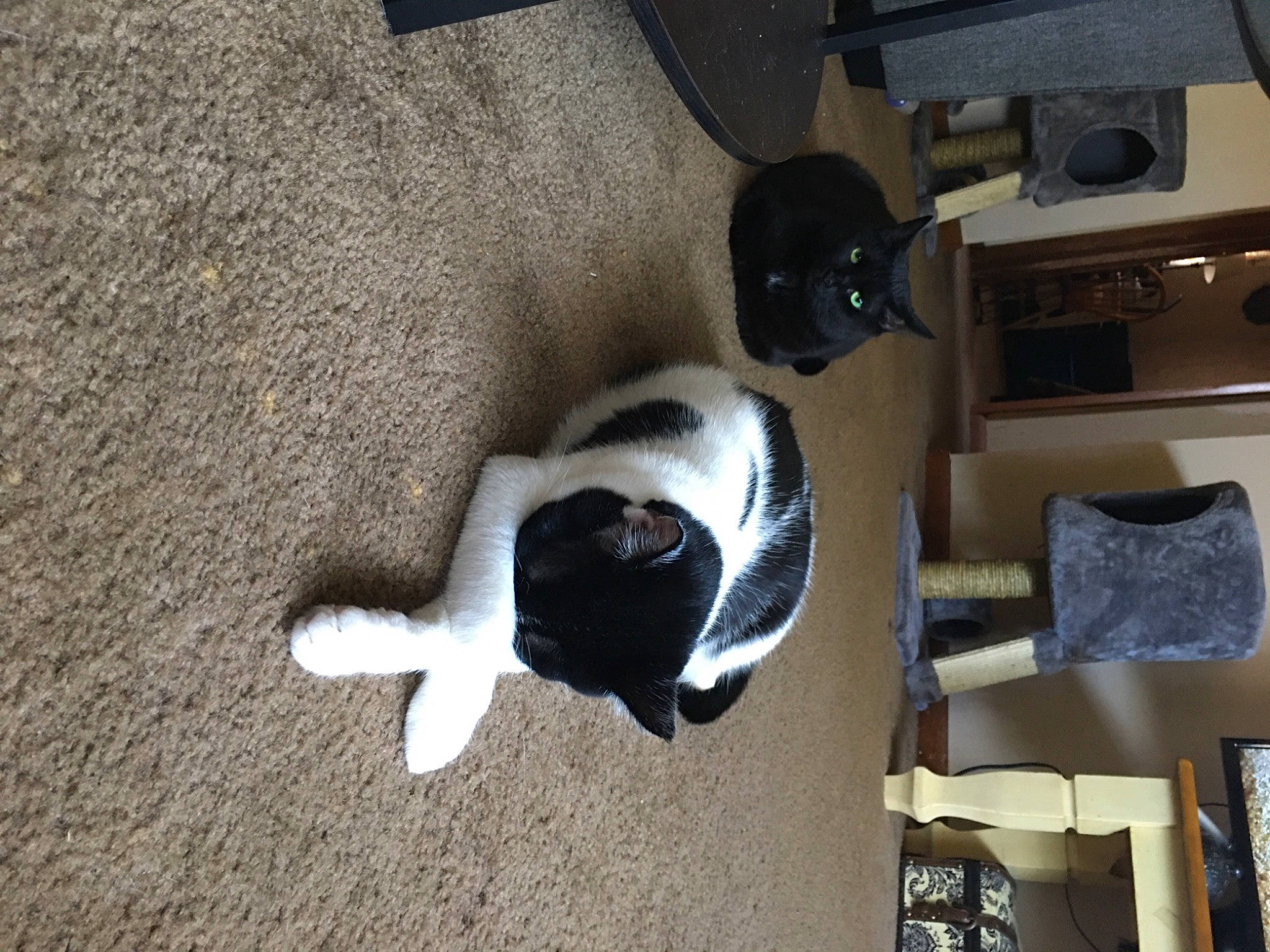 Love joined the competition — help win amazing prizes! canidae, carnivore, cat, companion_dog, dog_breed, domestic_short_haired_cat, felidae, floor, flooring, fur, hardwood, machine, mammal, pet_supply, shadow, shelf, small_to_medium_sized_cats, sporting_group, tail, wood