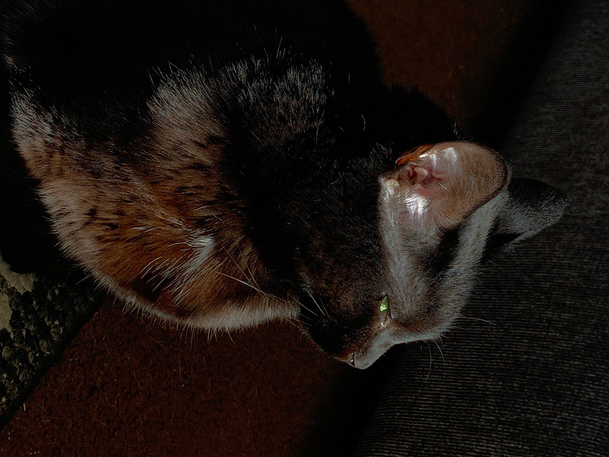 Prettygirl joined the competition — help win amazing prizes! black_cat, canidae, carnivore, cat, claw, dog_breed, domestic_short_haired_cat, ear, felidae, foot, fur, paw, small_to_medium_sized_cats, sporting_group, tail, terrestrial_animal, whiskers