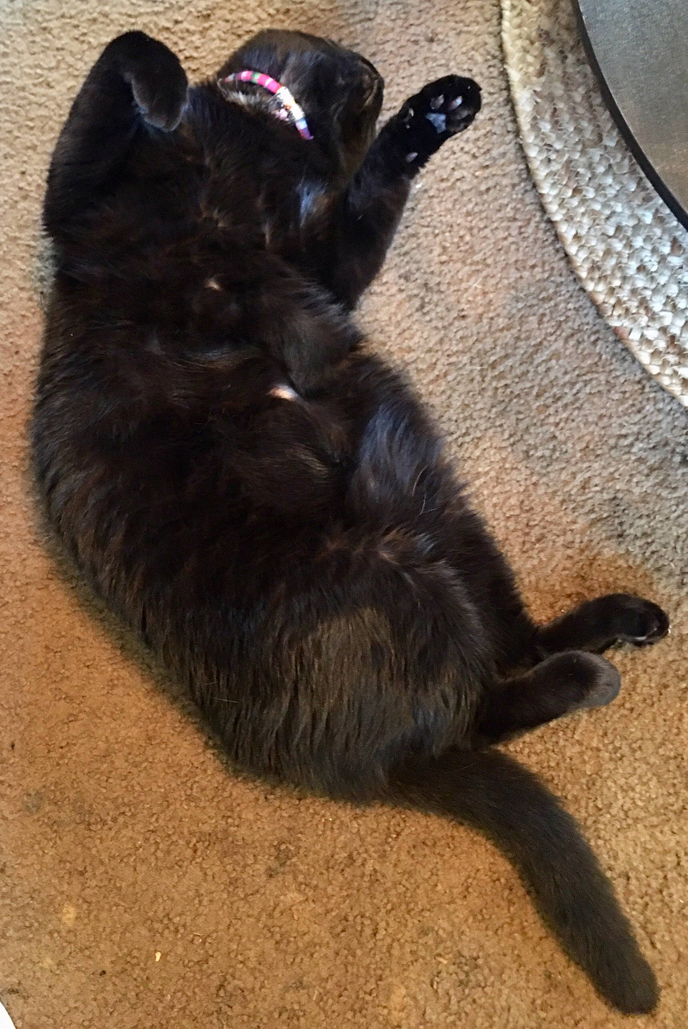 Prettygirl joined the competition — help win amazing prizes! black_cat, bombay, canidae, carnivore, cat, claw, comfort, dog_breed, domestic_short_haired_cat, felidae, flooring, fur, paw, shadow, small_to_medium_sized_cats, sporting_group, tail, terrestrial_animal, whiskers