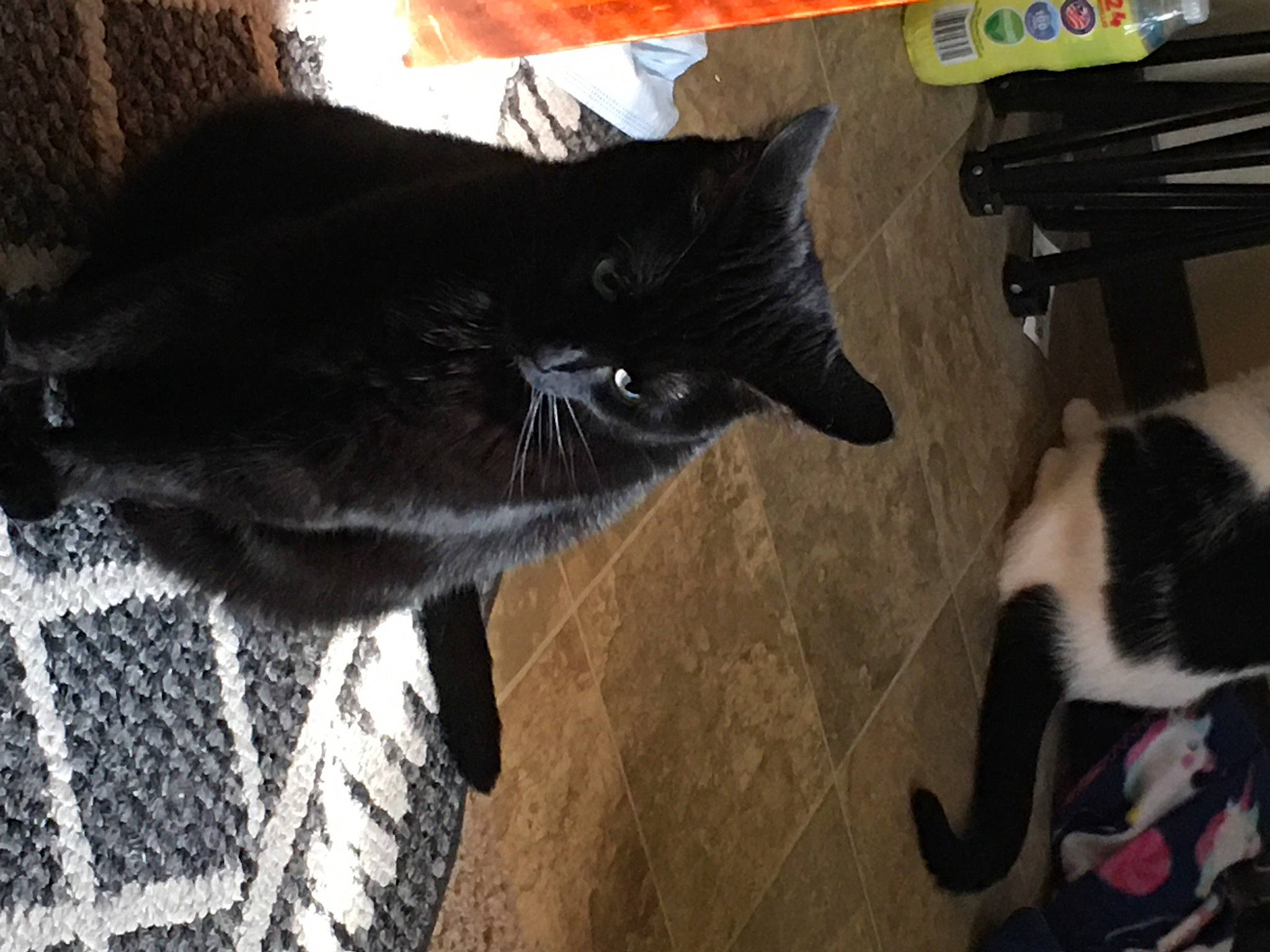 Prettygirl is registered to the contest to win money with this photo: black_cat, box, carnivore, cat, claw, comfort, dog_breed, domestic_short_haired_cat, felidae, floor, flooring, fur, hardwood, small_to_medium_sized_cats, snout, sporting_group, tail, whiskers, wood, woven_fabric