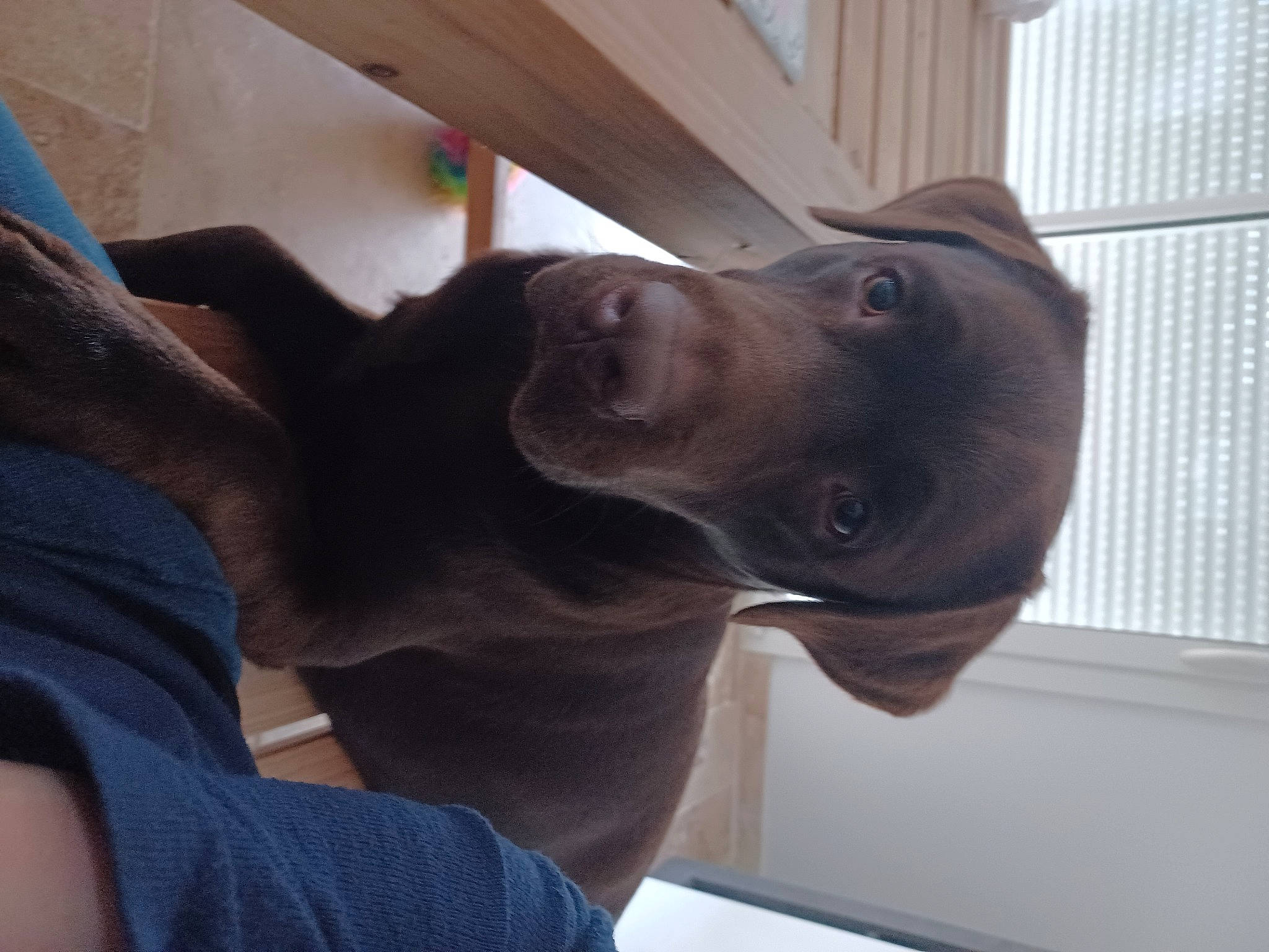 Thanos participe au concours pour gagner de l'argent avec cette photo : canidae, carnivore, collar, companion_dog, dog, dog_breed, dog_collar, ear, fawn, gesture, jaw, liver, pet_supply, selfie, snout, sporting_group, t_shirt, whiskers, wood, working_animal