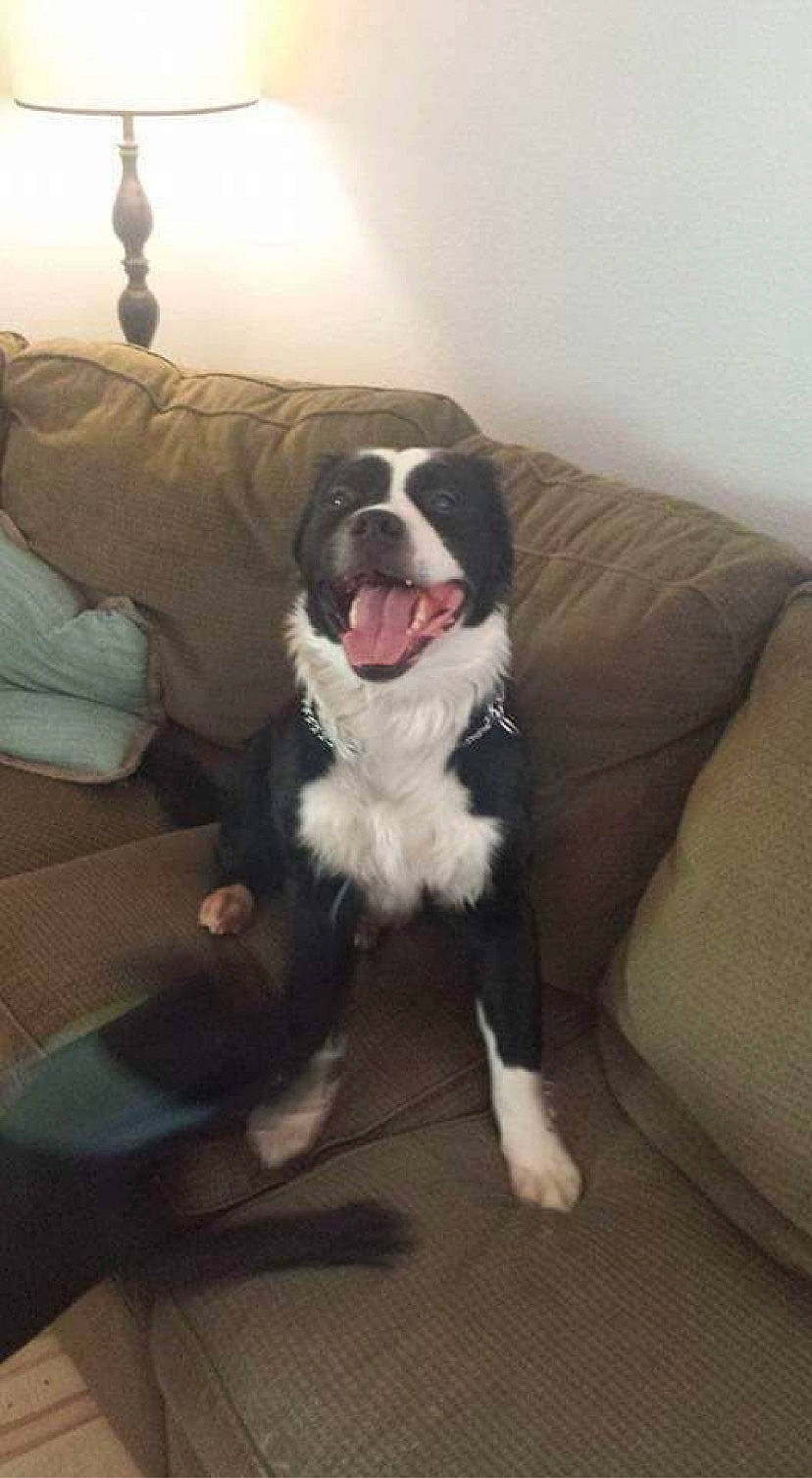 Titan is registered to the contest to win money with this photo: boston_terrier, canidae, carnivore, companion_dog, dog, dog_breed, fawn, mammal, non_sporting_group, puppy, rare_breed_dog, snout, sporting_group, vertebrate