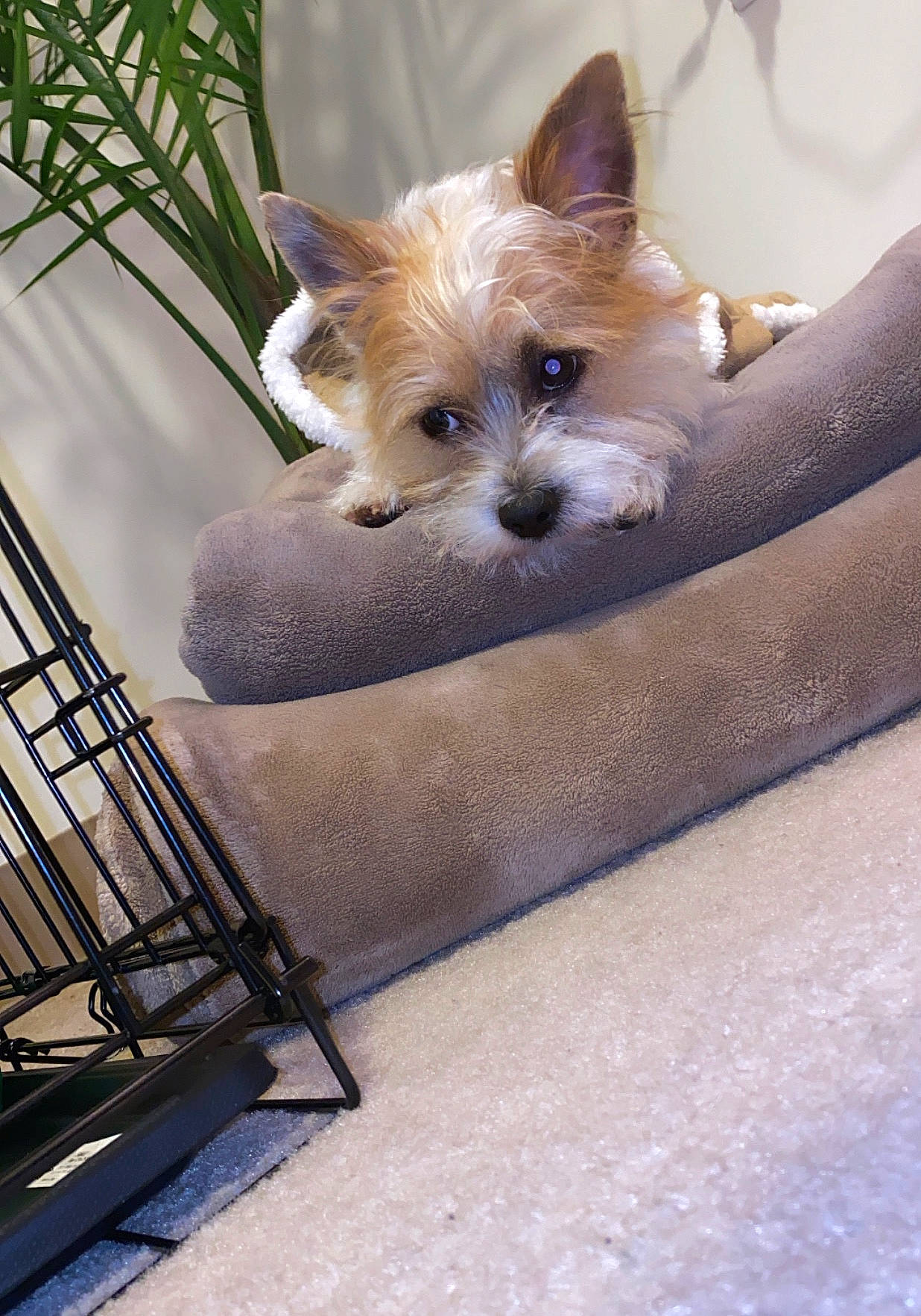 Landon joined the competition — help win amazing prizes! biewer_terrier, cairn_terrier, canidae, carnivore, companion_dog, dog, dog_breed, fawn, mammal, morkie, norwich_terrier, puppy, rare_breed_dog, small_terrier, snout, terrier, toy_dog, vertebrate, west_highland_white_terrier, yorkshire_terrier