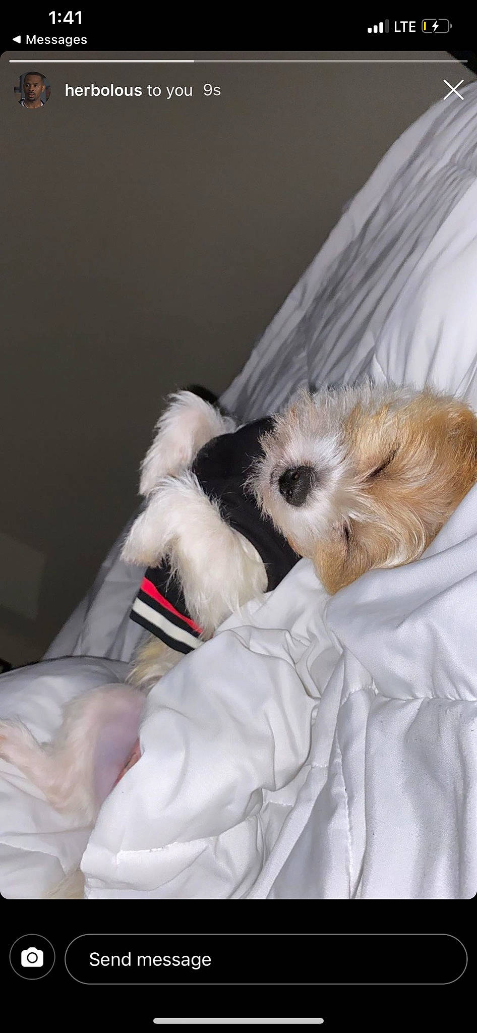 Landon is registered to the contest to win money with this photo: canidae, carnivore, companion_dog, dog, dog_breed, maltese, morkie, non_sporting_group, puppy, puppy_love, schnoodle, shih_tzu, tibetan_terrier, toy_dog