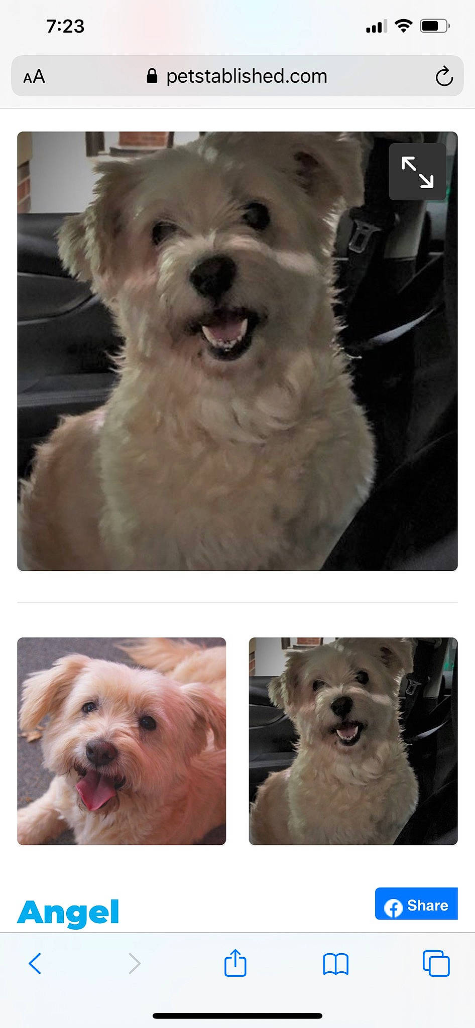 Landon is registered to the contest to win money with this photo: bolognese, bolonka, canidae, carnivore, companion_dog, dog, dog_breed, havanese, maltepoo, maltese, mammal, morkie, non_sporting_group, puppy, rare_breed_dog, schnoodle, terrier, toy_dog, vertebrate, west_highland_white_terrier