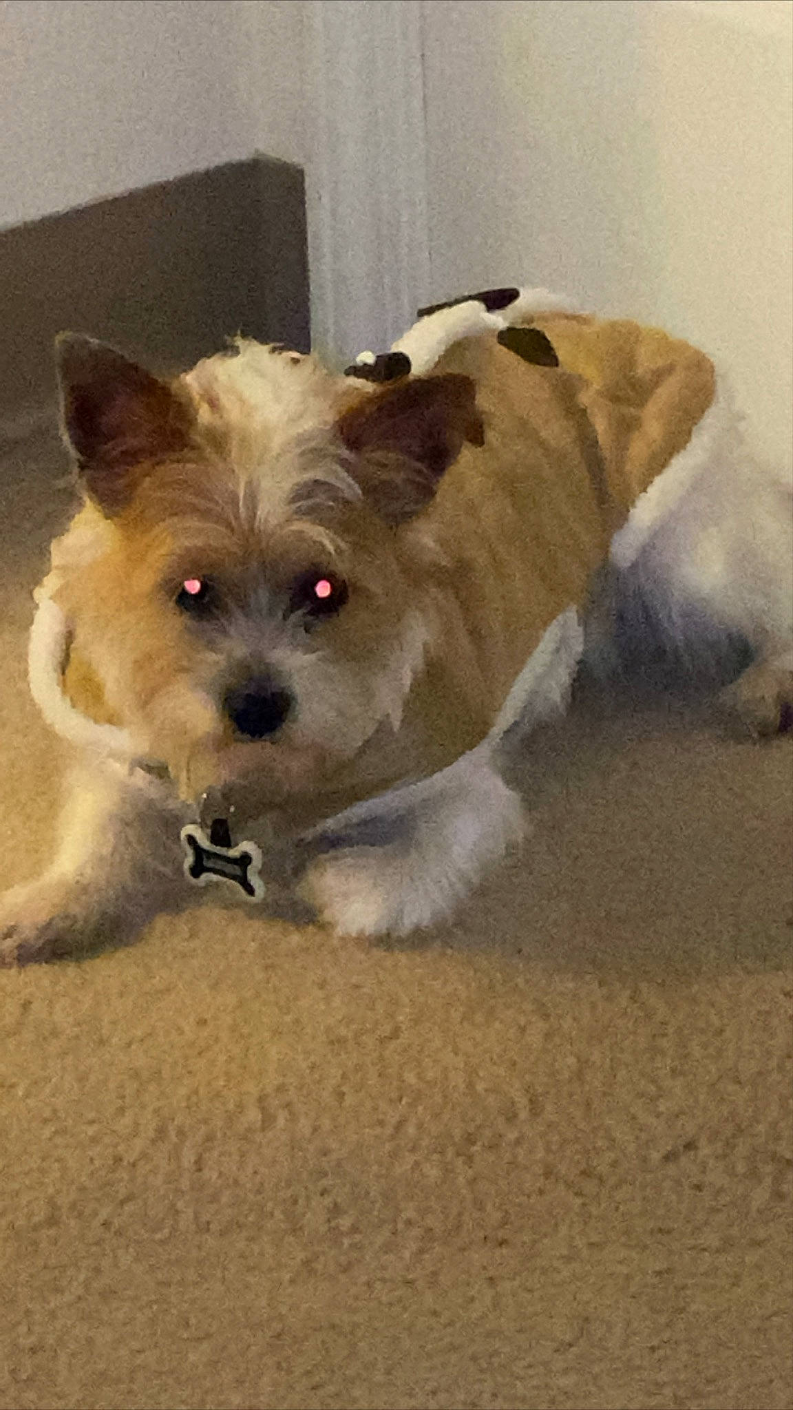 Landon joined the competition — help win amazing prizes! biewer_terrier, cairn_terrier, canidae, carnivore, chinese_imperial_dog, companion_dog, dog, dog_breed, glen_of_imaal_terrier, mammal, morkie, norwich_terrier, puppy, rare_breed_dog, shih_tzu, snout, terrier, toy_dog, vertebrate, yorkshire_terrier