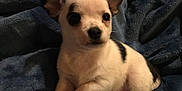 Gizmo is registered to the contest to win money with this photo: puppy, dog, pet, animal, cute, small, fur, ears, blanket, cozy, indoor, young, white, black_spot, lying_down, looking, portrait, soft, comfort, adorable