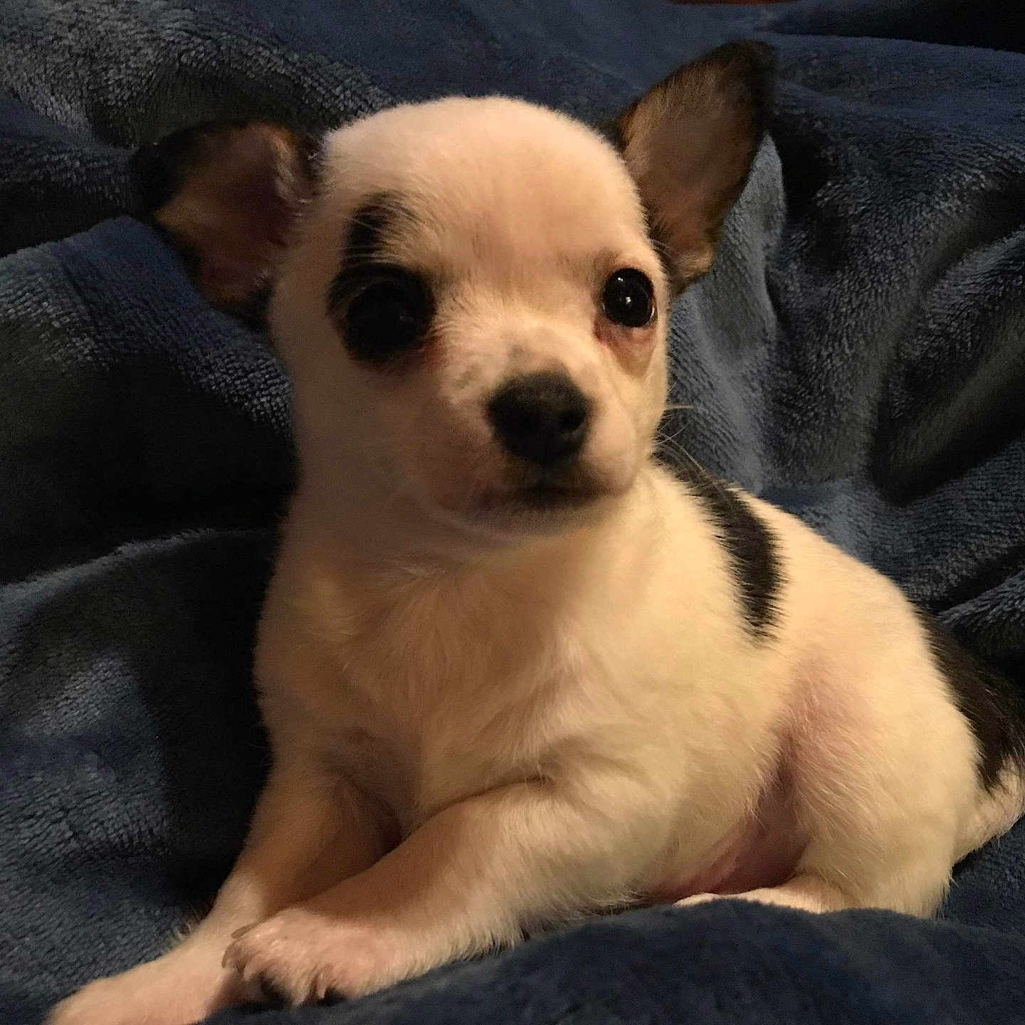 Gizmo is registered to the contest to win money with this photo: adorable, animal, black_spot, blanket, comfort, cozy, cute, dog, ears, fur, indoor, looking, lying_down, pet, portrait, puppy, small, soft, white, young