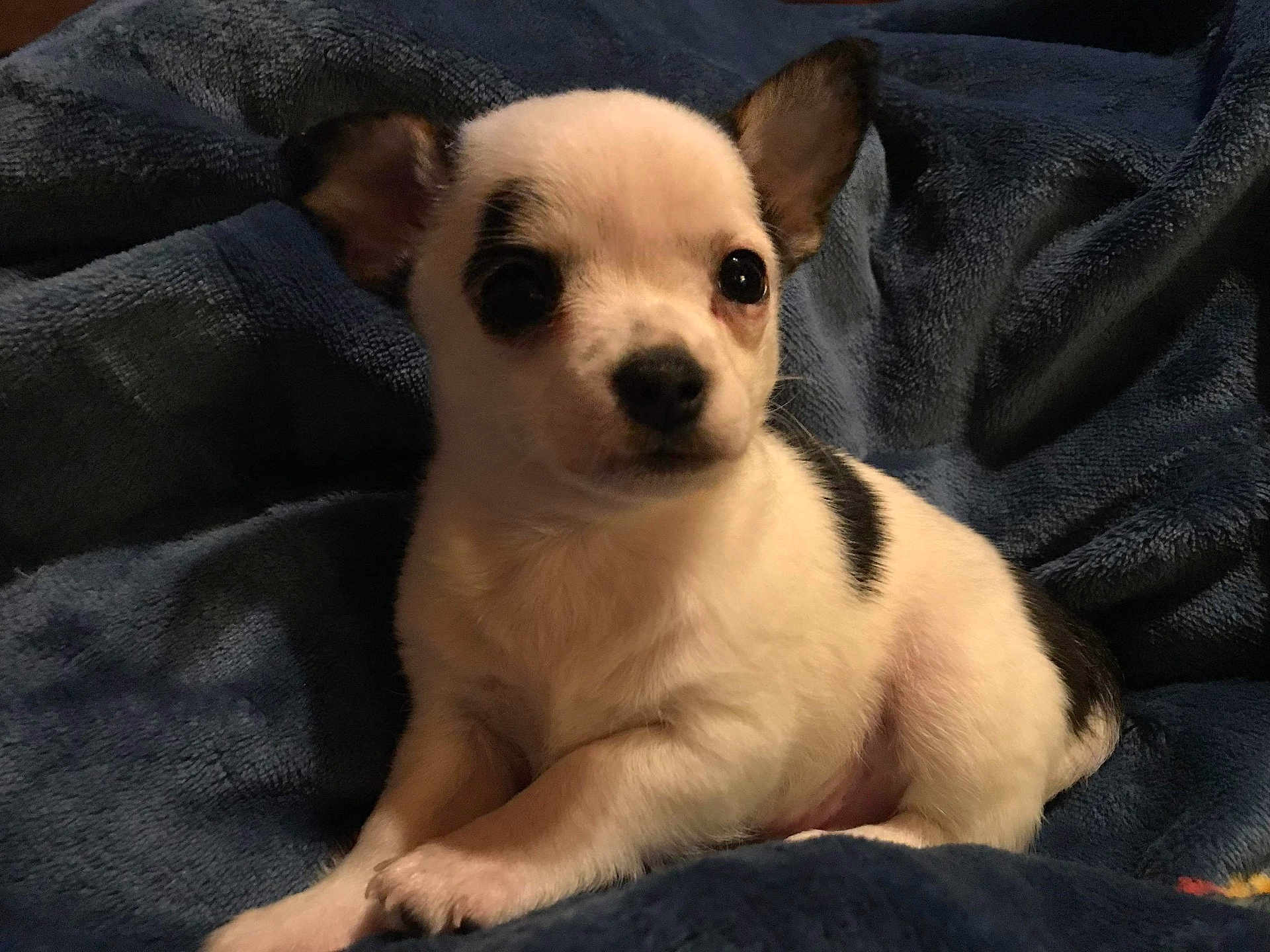 Gizmo