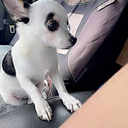 Gizmo is registered to the contest to win money with this photo: chihuahua, dog, pet, car_interior, seat_cover, small_dog, black_and_white, ears, alert, canine, animal, side_view, leather_seat, window, daylight, fur, portrait, domestic_animal, companion, cute
