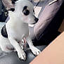 chihuahua, dog, pet, car_interior, seat_cover, small_dog, black_and_white, ears, alert, canine, animal, side_view, leather_seat, window, daylight, fur, portrait, domestic_animal, companion, cute
