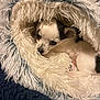 Gizmo is registered to the contest to win money with this photo: puppy, dog, small_dog, black_and_white, fur, pet, cute, cozy, bed, blanket, soft, fluffy, resting, indoor, animal, sleepy, comfort, closeup, young, nestled
