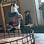 Gizmo is registered to the contest to win money with this photo: dog, hoodie, standing, statue, indoor, wooden_table, carpet, window, decor, vintage, toy, pet, animal, clothing, facing_sideways, furniture, casual, cute, curious, quiet