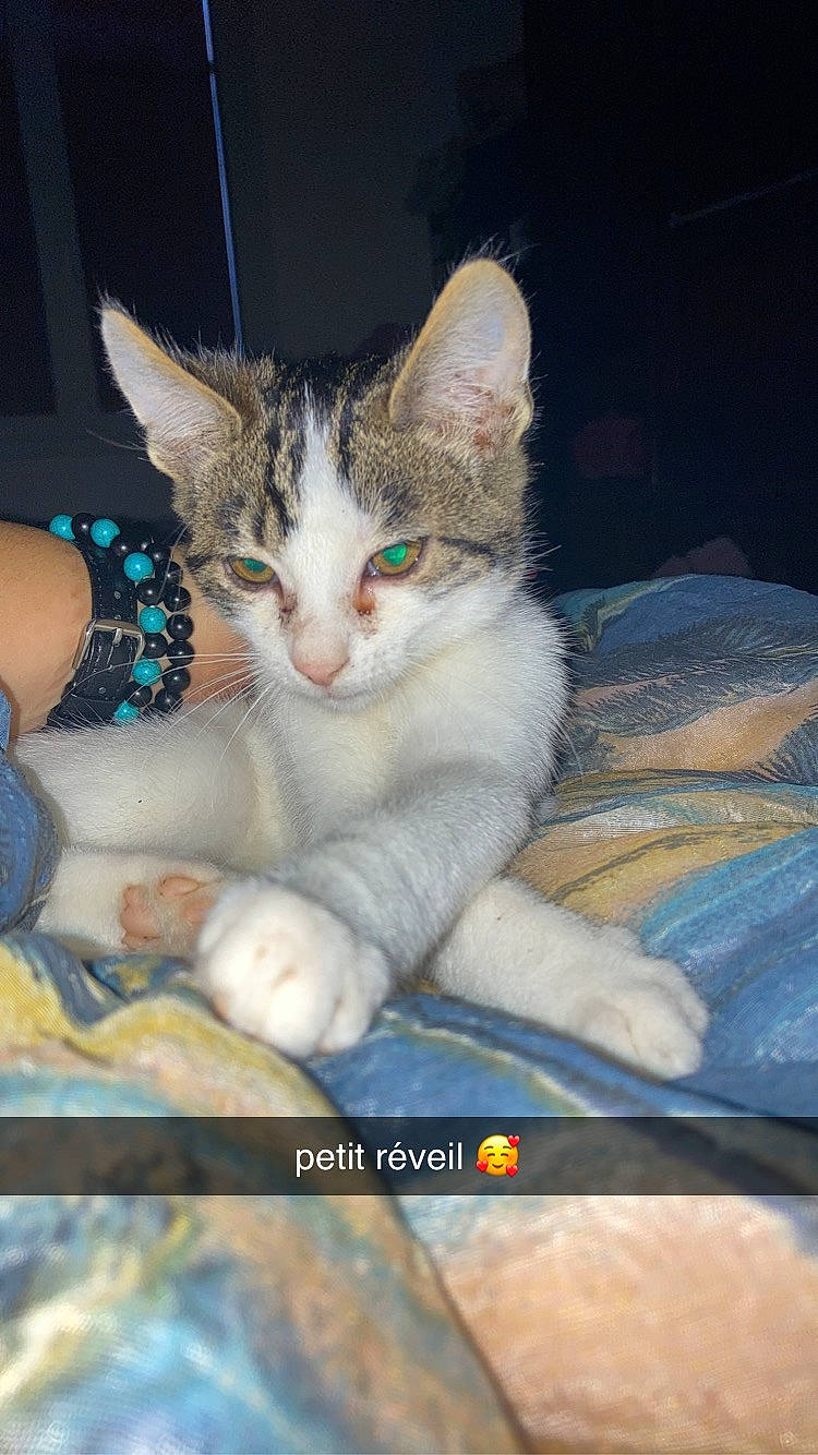 Dadou a rejoint le concours — aidez-le/la à gagner de superbes lots ! carnivore, cat, claw, comfort, domestic_short_haired_cat, fawn, felidae, foot, fur, gesture, lap, nail, paw, photo_caption, sitting, small_to_medium_sized_cats, snout, tail, toe, whiskers