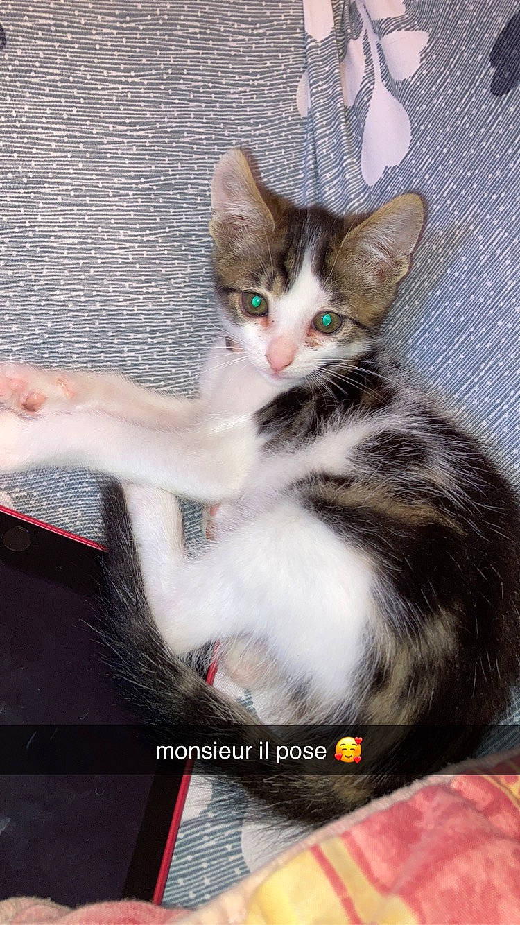 Dadou participe au concours pour gagner de l'argent avec cette photo : box, carnivore, cat, claw, comfort, domestic_short_haired_cat, fawn, felidae, fur, lap, paw, photo_caption, sitting, small_to_medium_sized_cats, snout, tail, whiskers