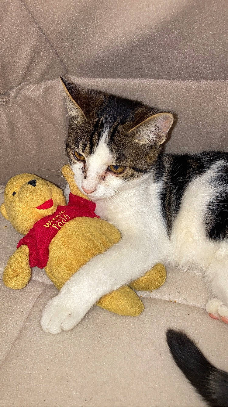 Dadou participe au concours pour gagner de l'argent avec cette photo : art, carmine, carnivore, cat, claw, comfort, domestic_short_haired_cat, fawn, felidae, foot, fur, lap, mammal, paw, small_to_medium_sized_cats, stuffed_toy, tail, toy, vertebrate, whiskers