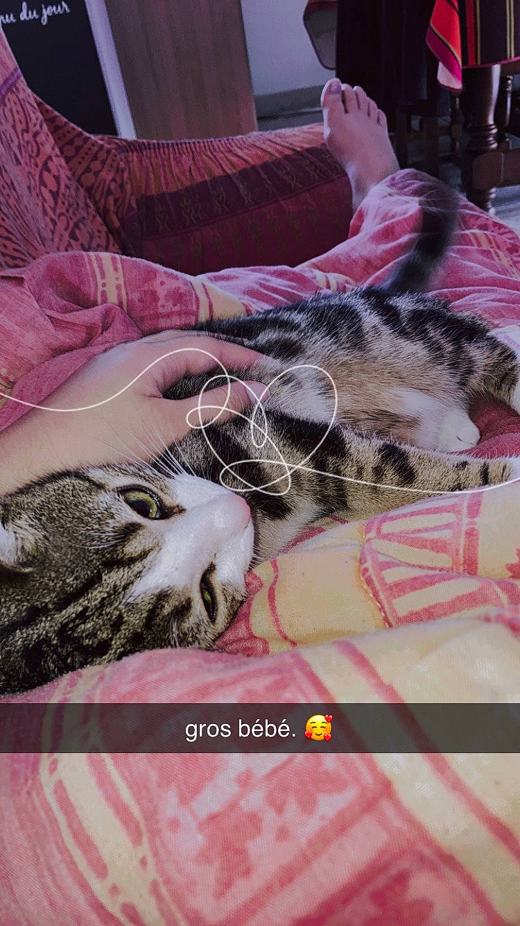 Simba participe au concours pour gagner de l'argent avec cette photo : carnivore, cat, comfort, companion_dog, domestic_short_haired_cat, fawn, felidae, fur, human_leg, linens, magenta, mammal, pattern, paw, photo_caption, pink, small_to_medium_sized_cats, textile, vertebrate, whiskers