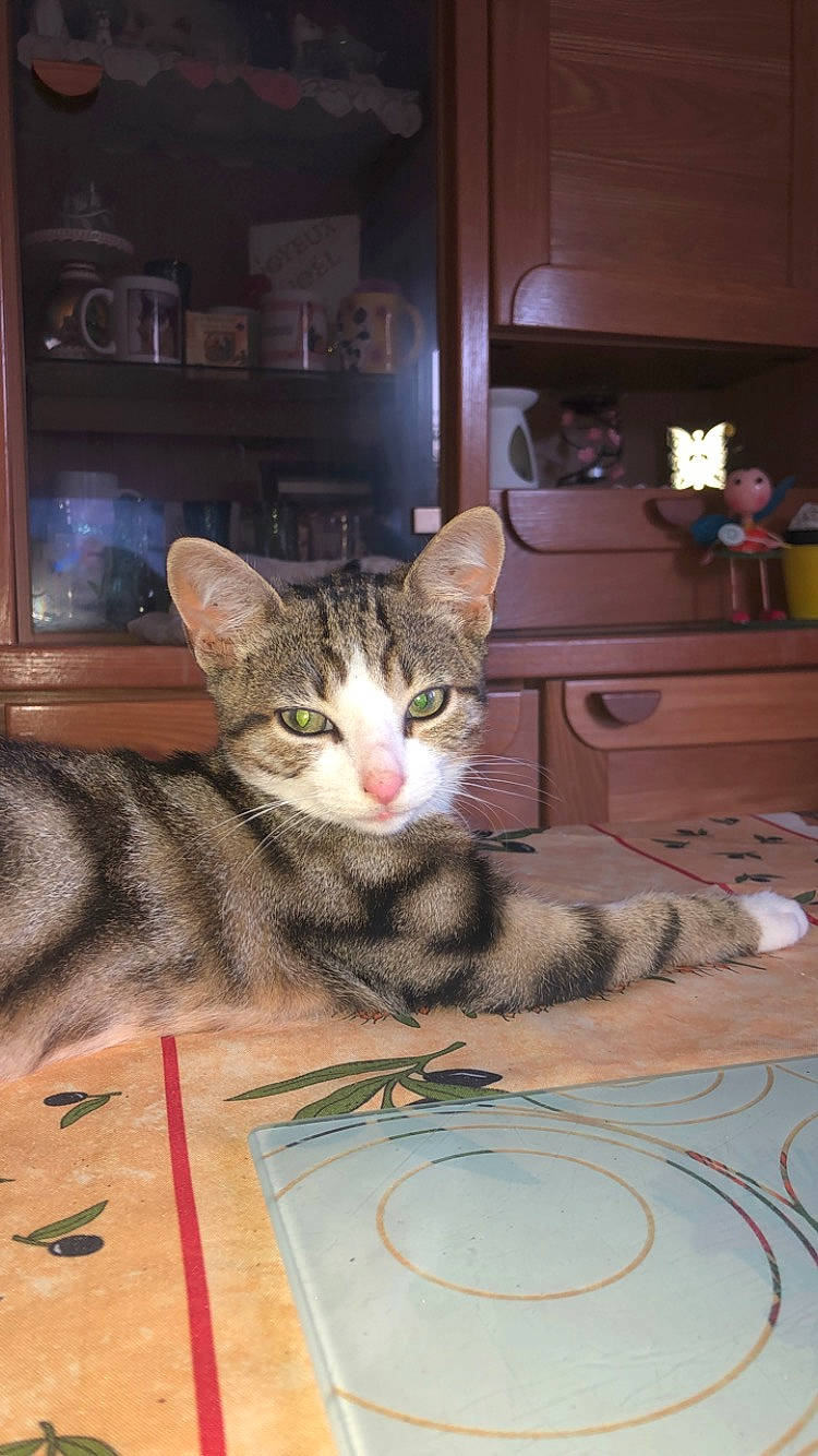 Simba a rejoint le concours — aidez-le/la à gagner de superbes lots ! box, cabinetry, carnivore, cat, chest_of_drawers, comfort, domestic_short_haired_cat, drawer, felidae, flooring, fur, picture_frame, room, shelf, shelving, small_to_medium_sized_cats, snout, television, whiskers, wood