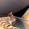 cat, tabby_cat, striped_fur, feline, pet, lying_down, relaxed, sleepy, animal, whiskers, ears, tail, reflection, glass_surface, skylight, wooden_frame, indoor, close_up, warm_lighting, home