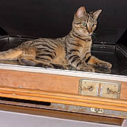 Néron participe au concours pour gagner de l'argent avec cette photo : cat, tabby_cat, pet, animal, feline, striped_fur, green_eyes, sitting, lounging, open_trunk, vintage, wooden, luggage, indoors, dark_background, portrait, whiskers, ears, tail, photography