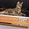 cat, tabby_cat, pet, animal, feline, striped_fur, green_eyes, sitting, lounging, open_trunk, vintage, wooden, luggage, indoors, dark_background, portrait, whiskers, ears, tail, photography