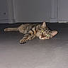 cat, tabby, pet, feline, animal, lying_down, relaxed, green_eyes, striped_fur, whiskers, paws, tail, indoor, floor, hallway, door, home, portrait, flash_photography, playful