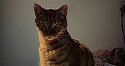 Néron a rejoint le concours — aidez-le/la à gagner de superbes lots ! cat, tabby_cat, pet, animal, sitting, indoors, portrait, whiskers, ears, tail, striped_fur, brown_fur, black_fur, eyes, appliance, laundry_room, household, lock_screen, nighttime, photograph