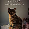 cat, tabby_cat, pet, animal, sitting, indoors, portrait, whiskers, ears, tail, striped_fur, brown_fur, black_fur, eyes, appliance, laundry_room, household, lock_screen, nighttime, photograph